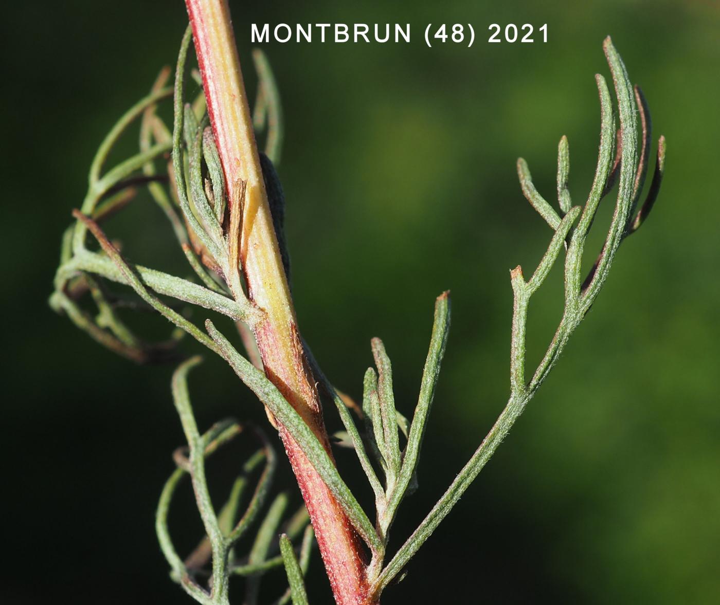 Mugwort, White leaf